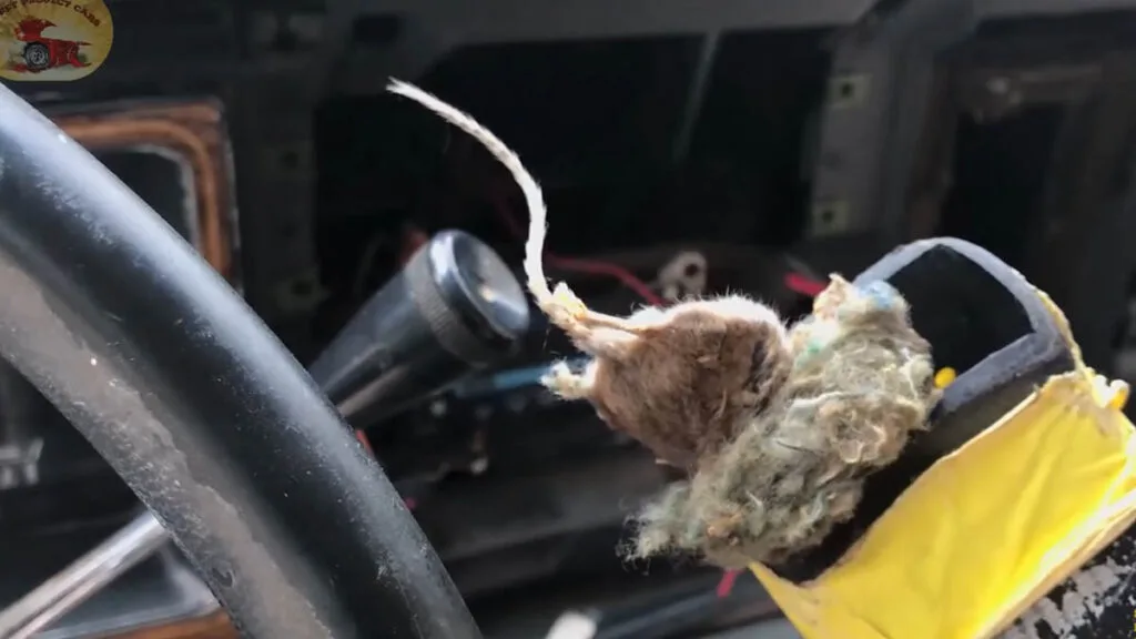 Dead Rat on car